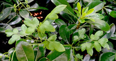 Lygodium japonicum