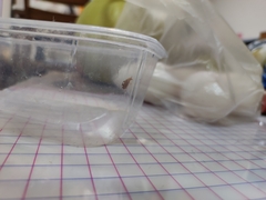 Coccinellinae
