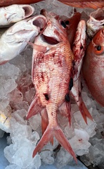 Holocentrus adscensionis