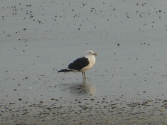 Larus dominicanus dominicanus