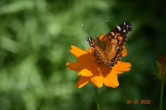 Vanessa virginiensis