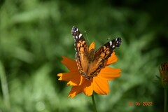 Vanessa virginiensis