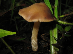 Psilocybe caerulescens