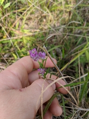 Polygala sanguinea