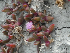 Disphyma australe australe