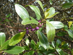 Myoporum laetum