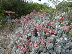 Cotyledon orbiculata orbiculata