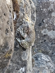 Hyla arenicolor