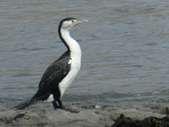 Phalacrocorax varius