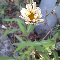 Lactuca indica