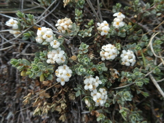 Pimelea