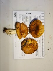 Russula granulata