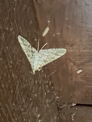 Epipagis fenestralis