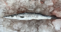 Sphyraena guachancho