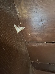 Epipagis fenestralis