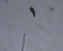 Phacus orbicularis