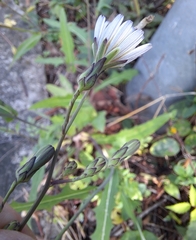 Lactuca indica