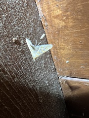 Epipagis fenestralis
