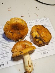 Russula granulata