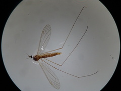Dicranomyia