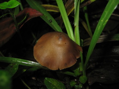 Psilocybe caerulescens