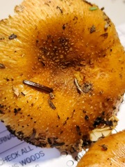 Russula granulata