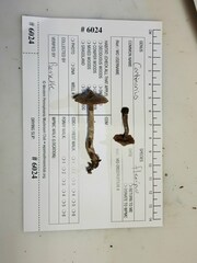 Cortinarius flexipes