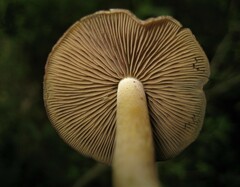 Psilocybe caerulescens