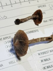 Cortinarius flexipes