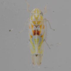 Erythroneura octonotata