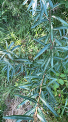 Hippophae rhamnoides