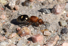 Dasymutilla quadriguttata