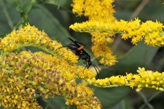 Ceropales bipunctata