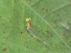 Stenacron interpunctatum