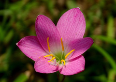 Zephyranthes rosea