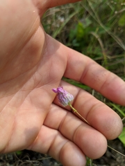 Polygala sanguinea