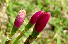 Zephyranthes rosea
