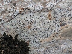 Bagliettoa baldensis