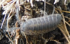 Lucasioides altaicus