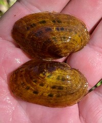 Cambarunio taeniatus