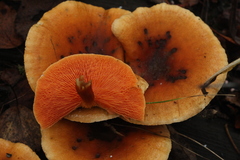 Hygrophoropsis rufa