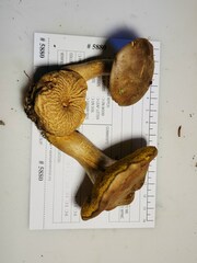 Pseudoboletus parasiticus
