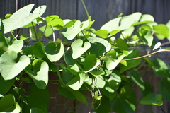 Ipomoea amnicola
