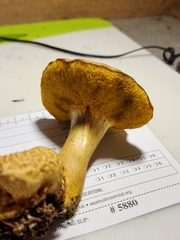 Pseudoboletus parasiticus