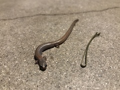 Batrachoseps major major