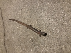 Batrachoseps major major