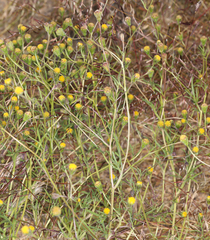 Picradeniopsis multiflora