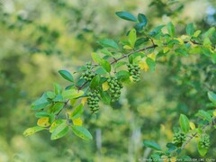 Forestiera ligustrina