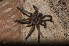 Barychelidae