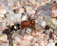 Dasymutilla quadriguttata